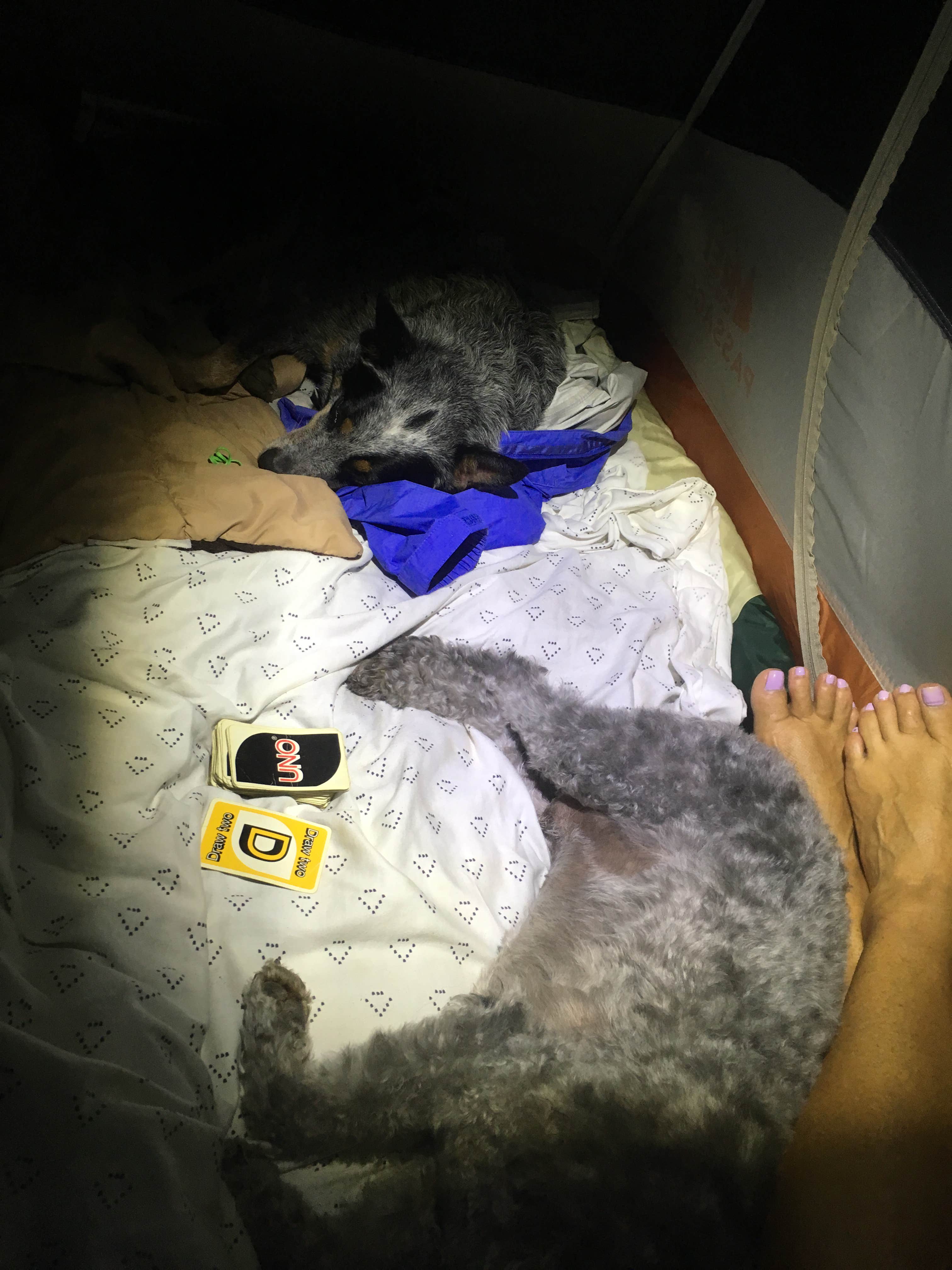 Molly G.'s photo of glamping accommodations at Nickerson State Park Campground near West Wareham, MA