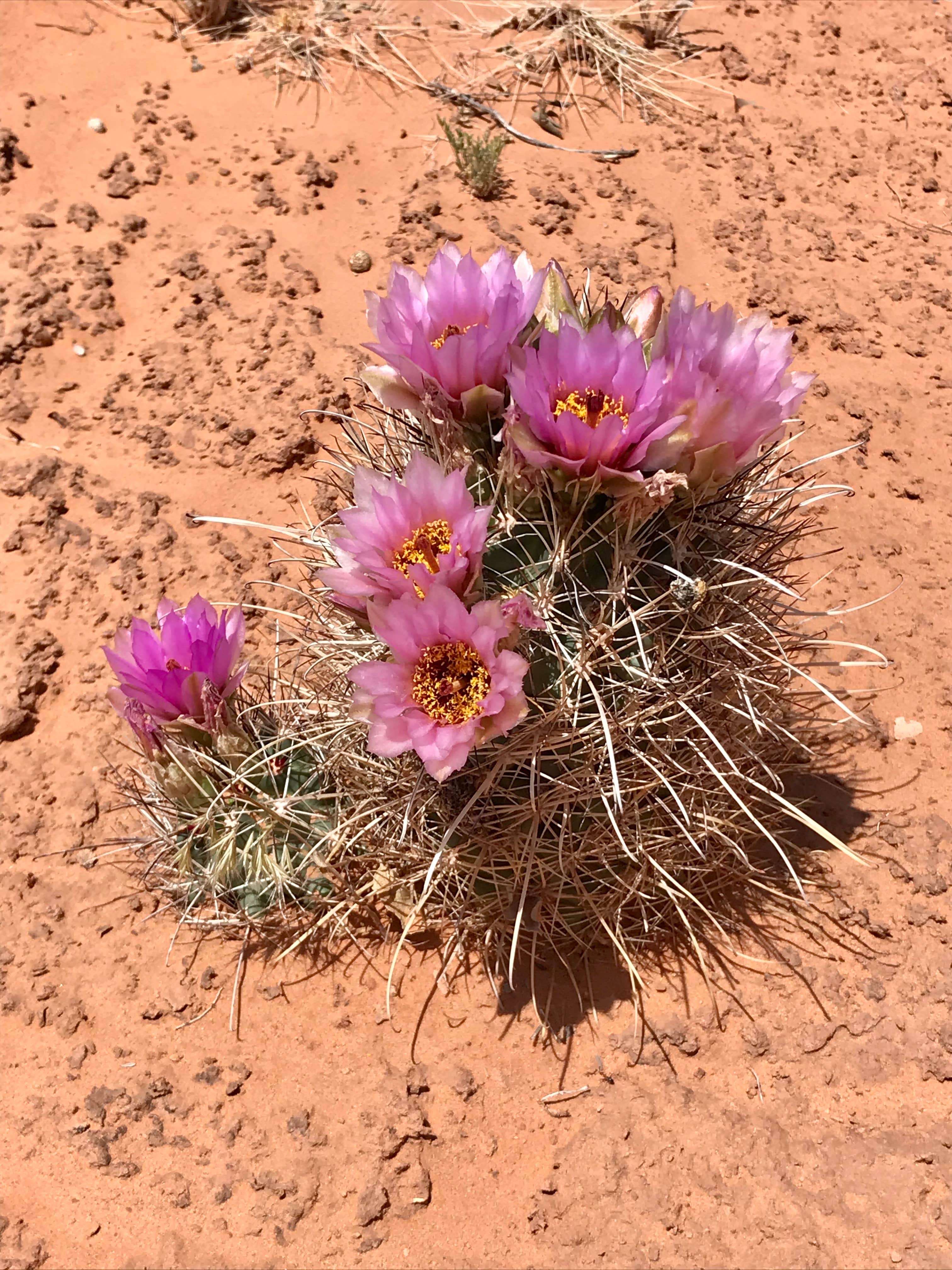 Camper-submitted photo at Moonshine Wash TH near Green River, UT