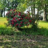 Review photo of Paris Landing State Park Campground by Todd M., May 18, 2020