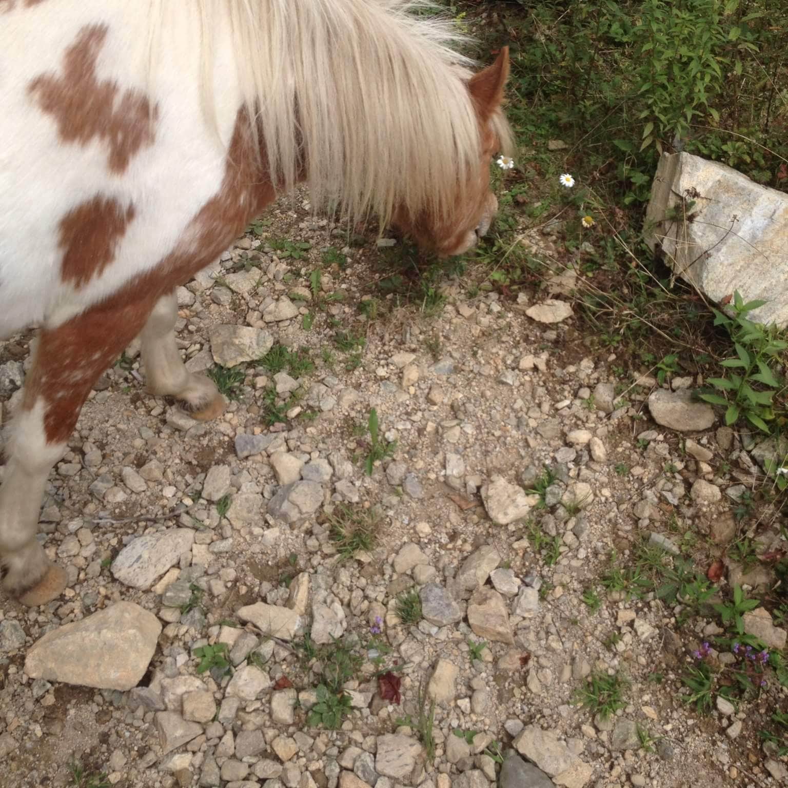 Grayson Highlands State Park Camping The Dyrt