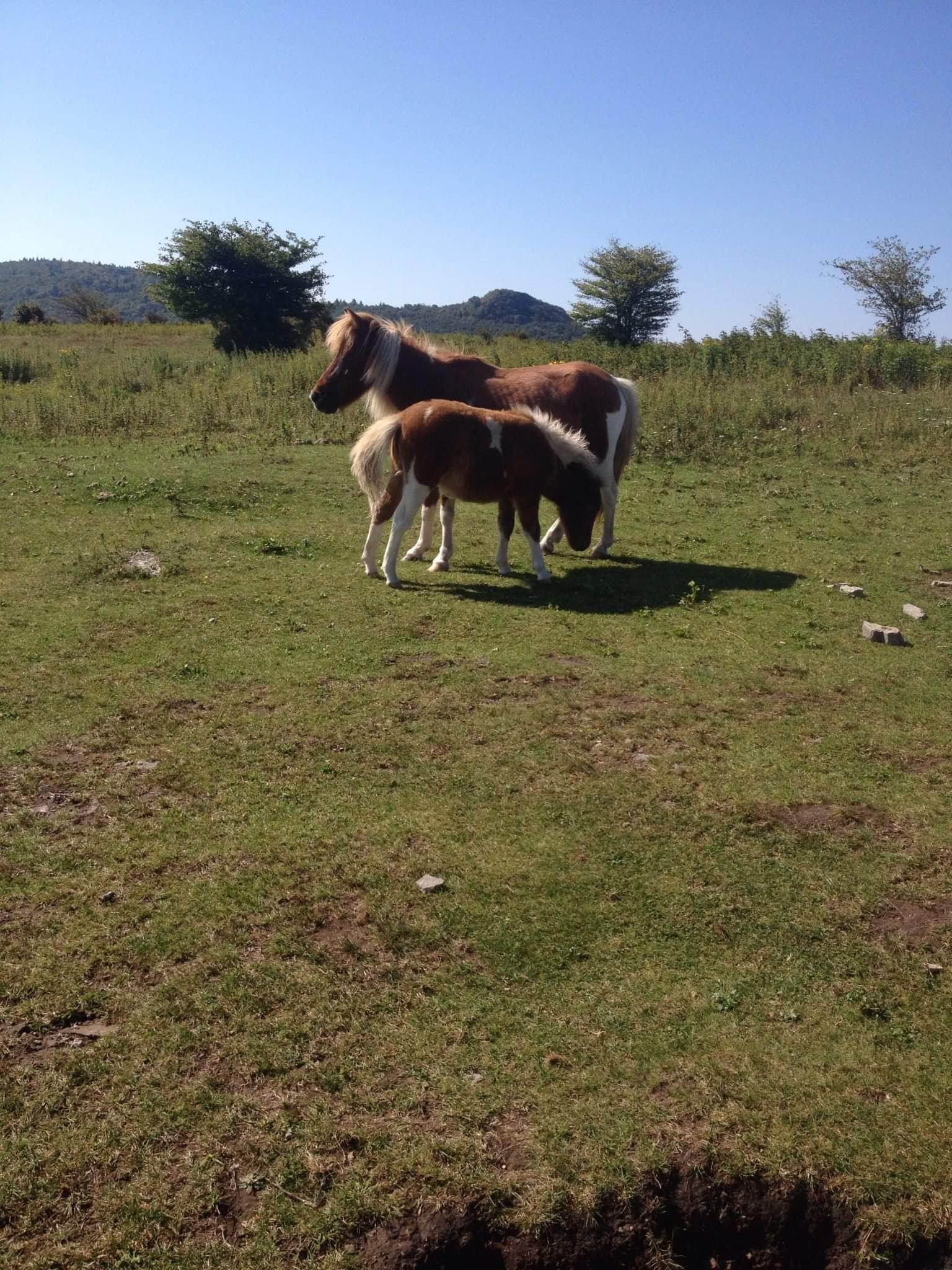 Camper submitted image from Hickory Ridge Campground — Grayson Highlands State Park - 2