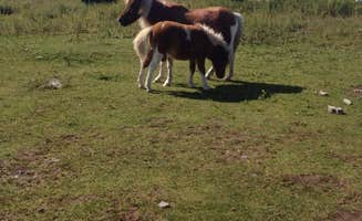 Joshua M.'s photo of camping with pets at Hickory Ridge Campground — Grayson Highlands State Park near Crumpler, NC