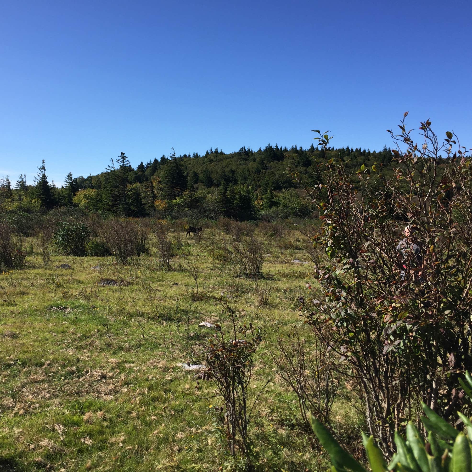 Jefferson National Forest Grindstone Campground Camping The Dyrt