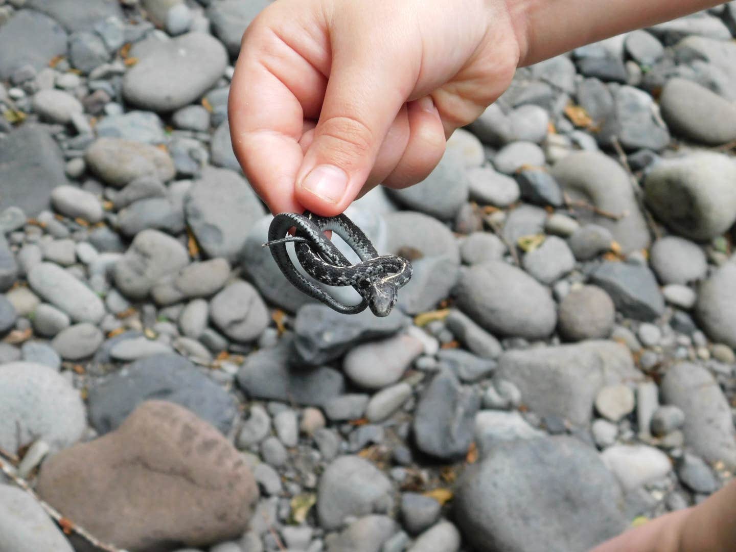 Camper-submitted photo at BLM Molalla River Recreation Area near Molalla, OR