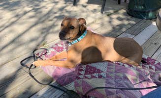 Patty C.'s photo of camping with pets at Kentucky River Campground near Fisherville, KY