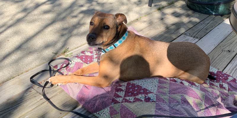 Camper submitted image from Kentucky River Campground