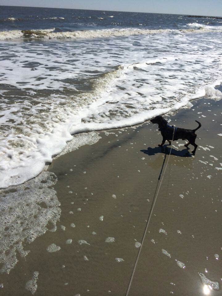 Camper submitted image from Port Aransas Permit Beach - 3