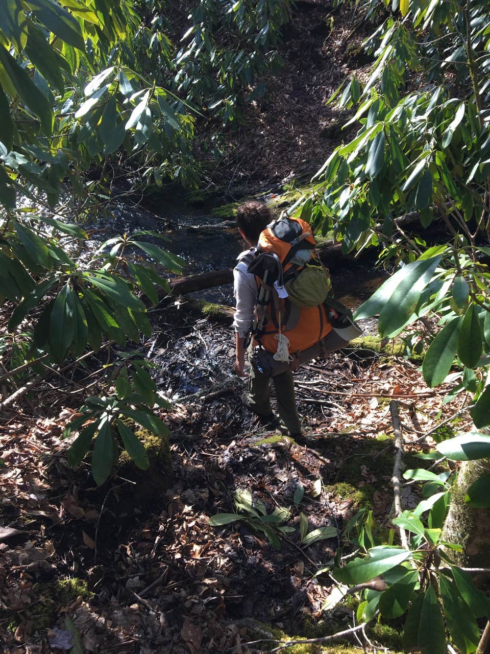 Camper submitted image from Bartram Trail Backcountry - 4