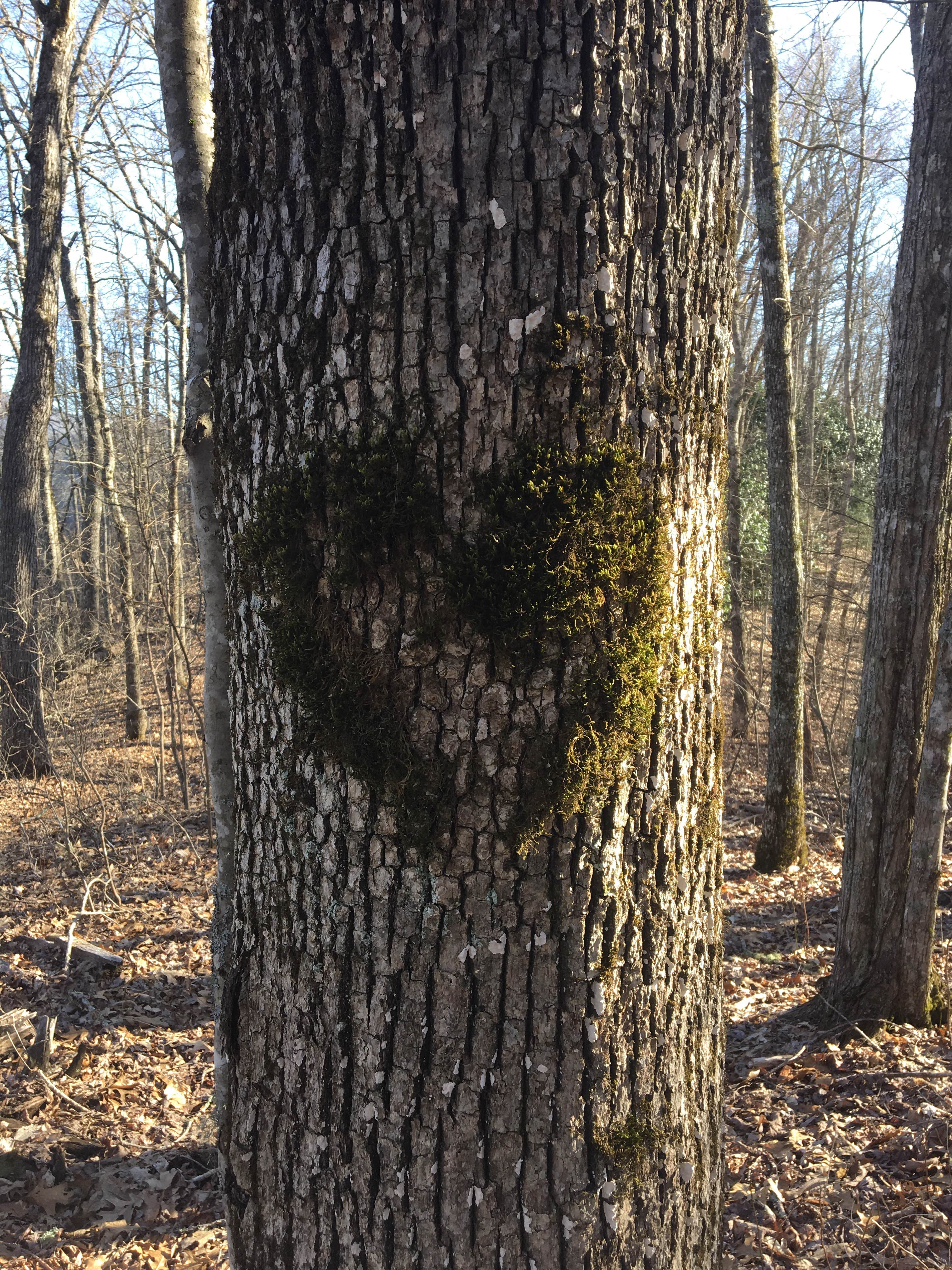 Camper-submitted photo at Cheoah Bald Campground near Bryson City, NC