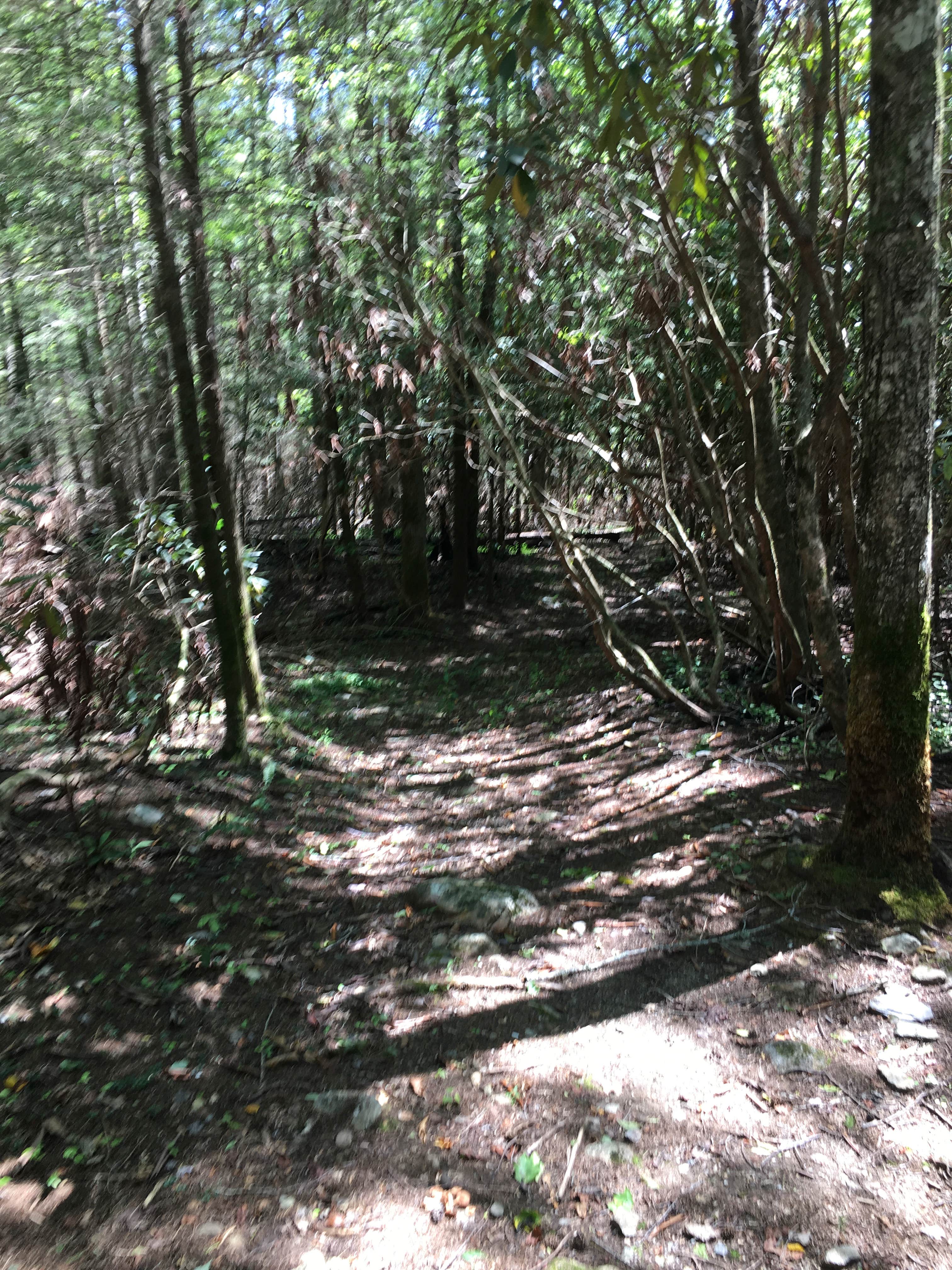 Camper-submitted photo at Hickory Creek Trail Backcountry Campground near Eton, GA