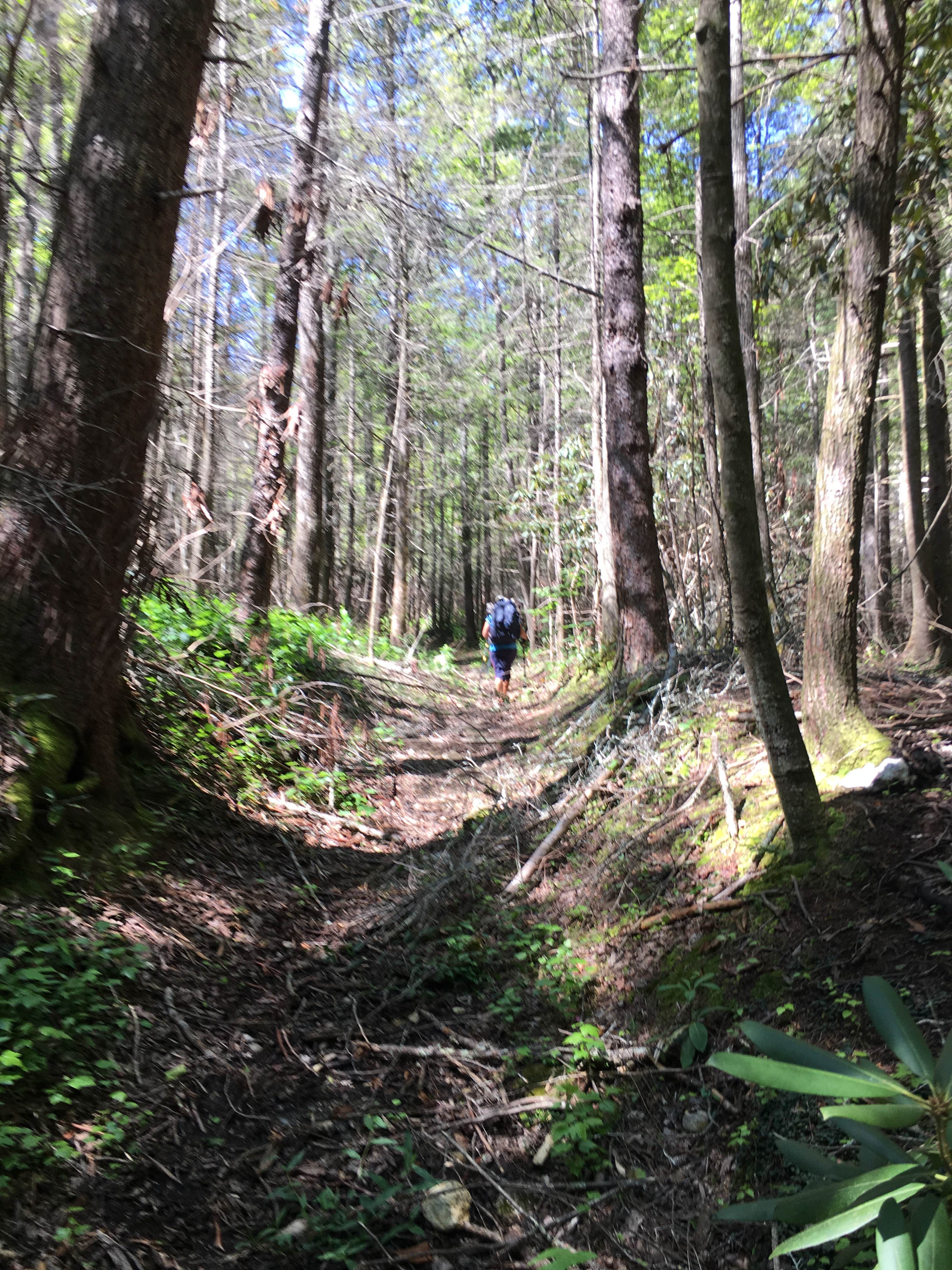 Camper-submitted photo at Hickory Creek Trail Backcountry Campground near Eton, GA
