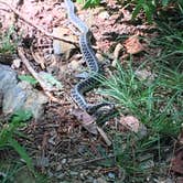 Review photo of Hickory Creek Trail Backcountry Campground by Asher K., September 29, 2017