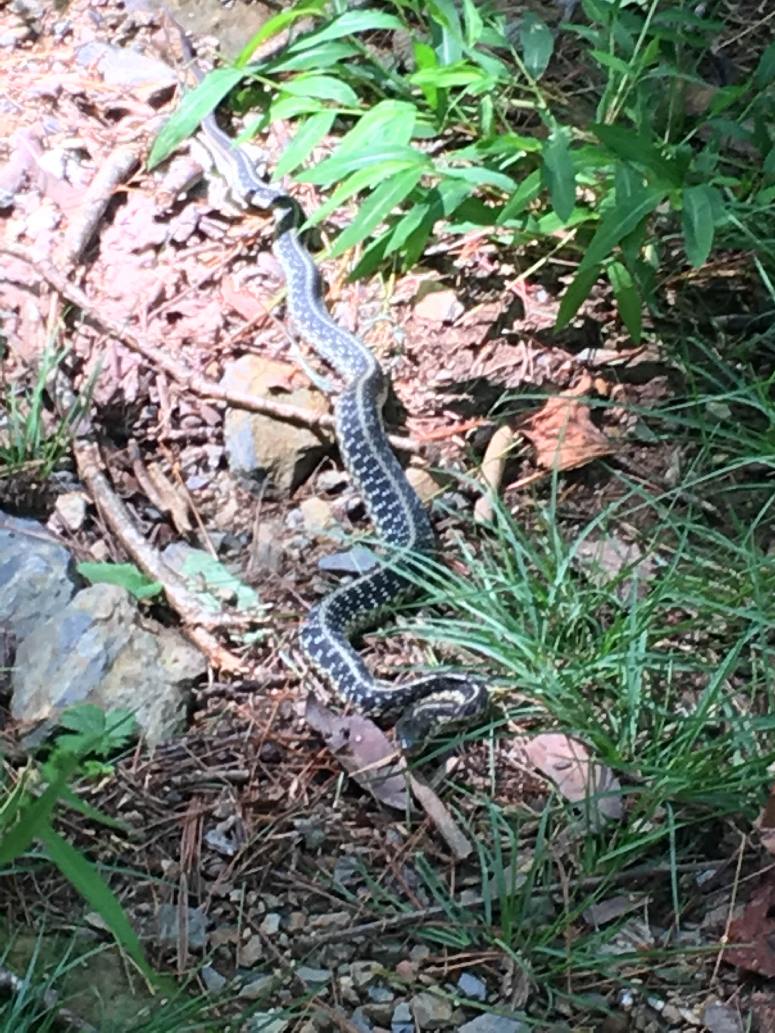 Camper submitted image from Hickory Creek Trail Backcountry Campground - 1