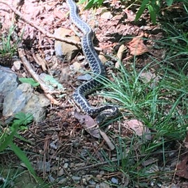 We saw a snake along the trail the day we hiked out.