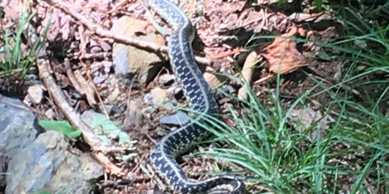 Camper submitted image from Hickory Creek Trail Backcountry Campground