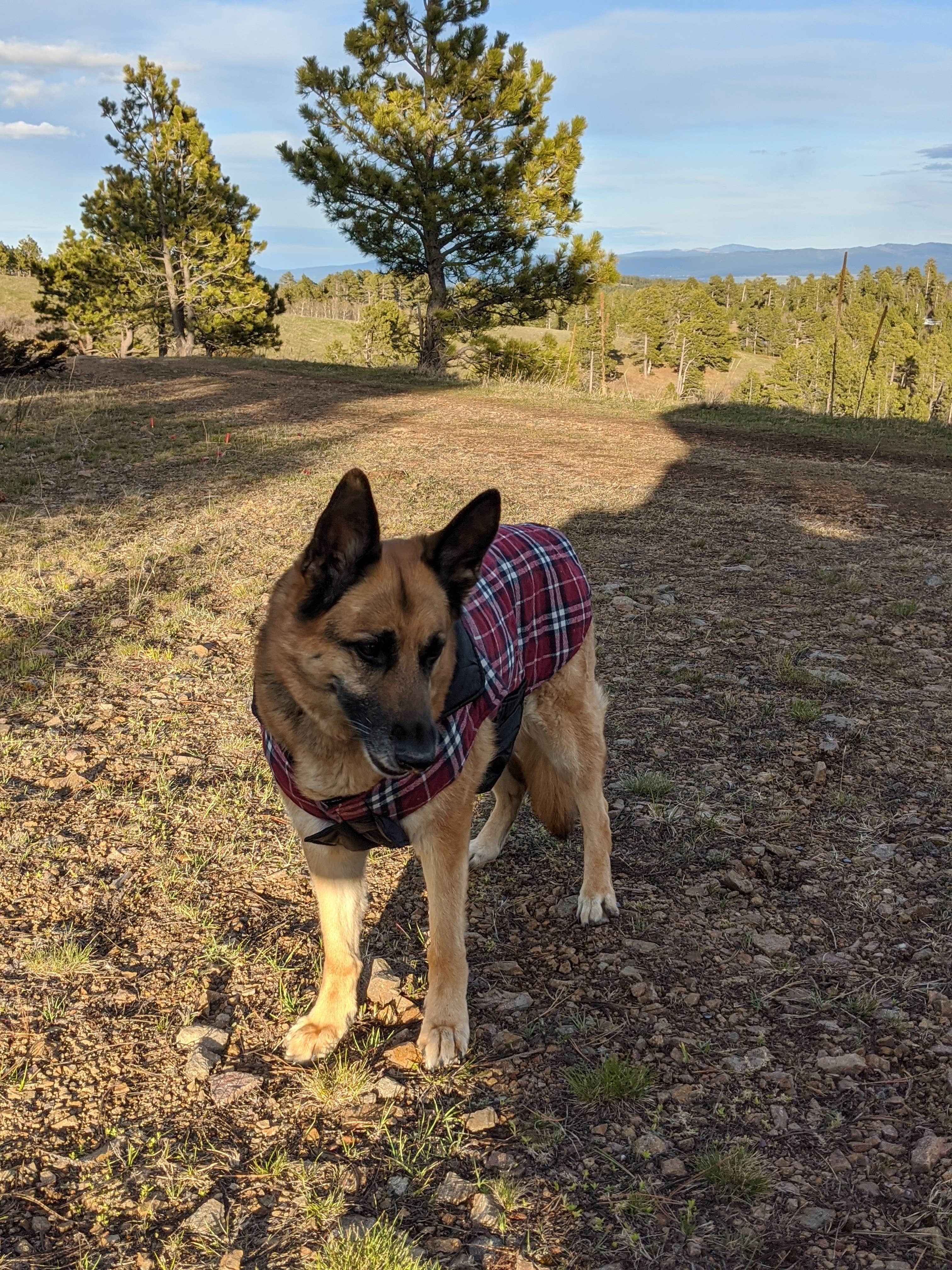 Megan V.'s photo of camping with pets at Reuter Campground near Devils Tower National Monument