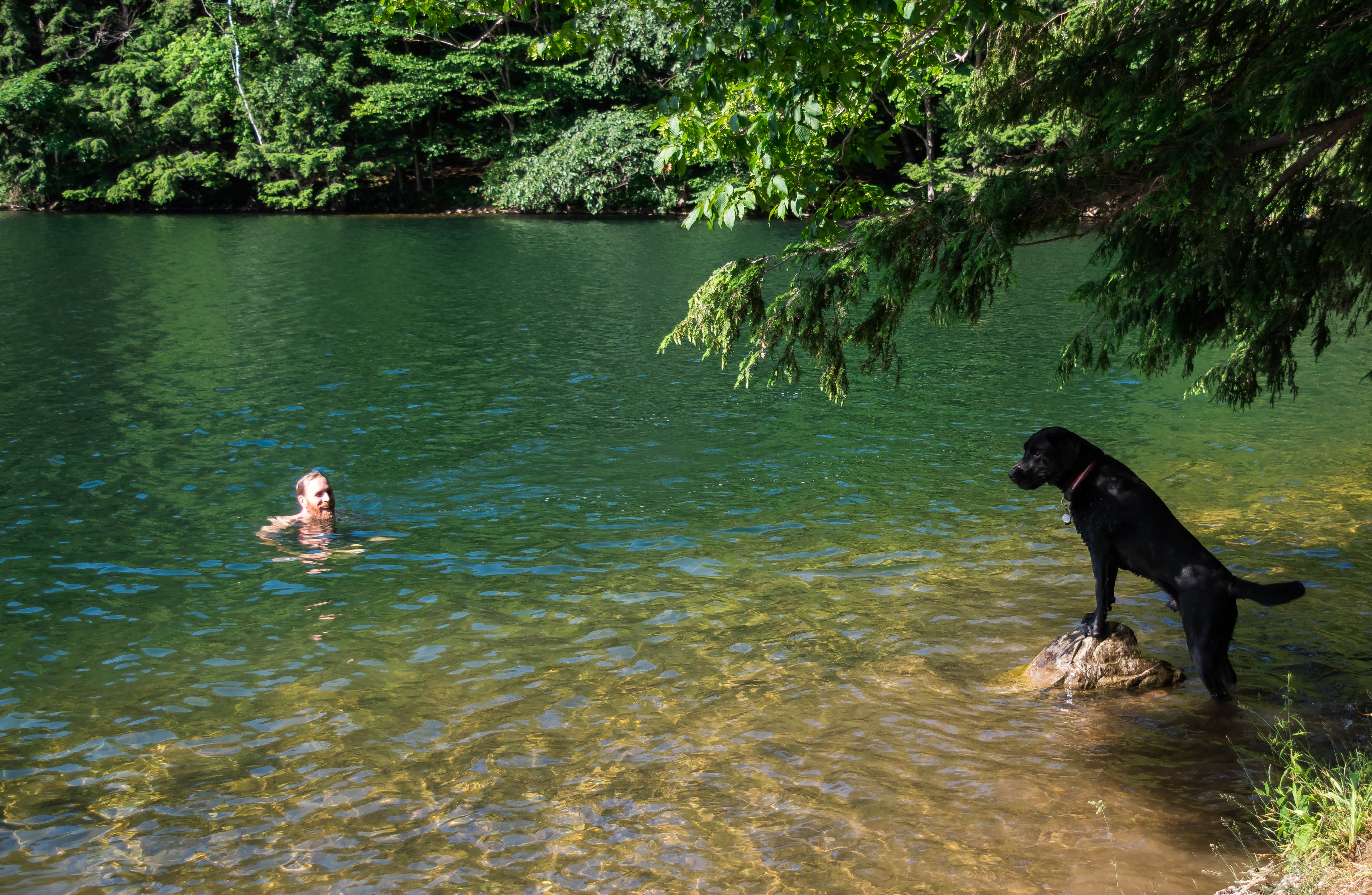 Tara S.'s photo of camping with pets at Emerald Lake State Park Campground in Vermont