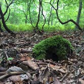 Review photo of Greenbrier State Park Campground - TEMPORARILY CLOSED by Jennifer S., August 27, 2017