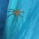 Review photo of Greenbrier State Park Campground - TEMPORARILY CLOSED by Jennifer S., August 27, 2017
