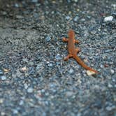 Review photo of Rocky Gap State Park Campground by Jennifer S., September 18, 2017