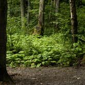 Review photo of Swallow Falls State Park Campground by Jennifer S., September 18, 2017