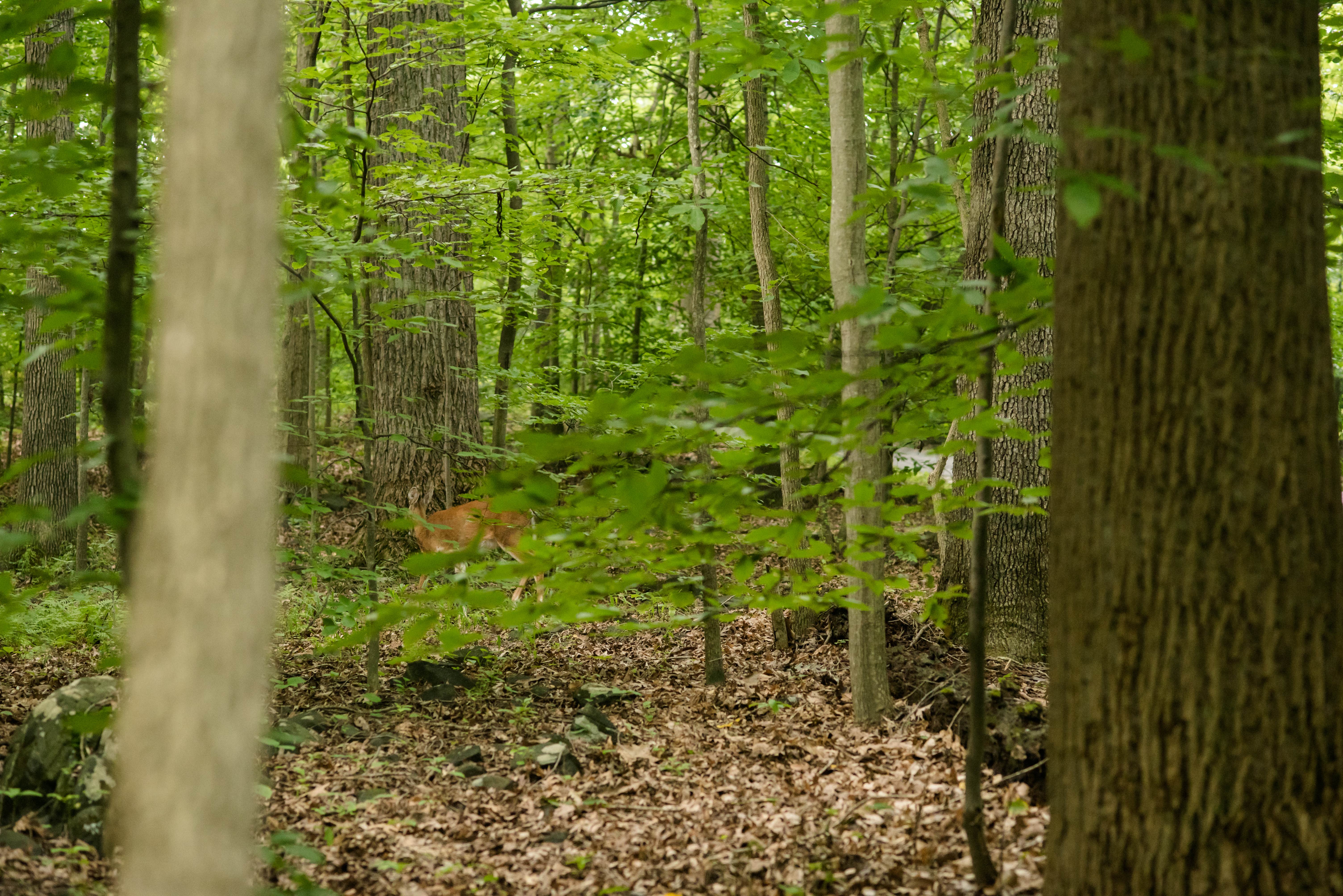 Camper submitted image from Patapsco Valley State Park-Hilton Area - 2