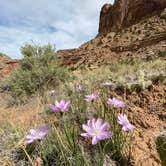 Review photo of Buckhorn Draw Campsite #29 by Thomas W., May 21, 2020