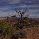 Review photo of Island In The Sky (Willow Flat) Campground — Canyonlands National Park by Amanda D., September 29, 2017