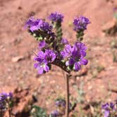 Review photo of Atlatl Rock Campground — Valley of Fire State Park by Amanda D., September 29, 2017