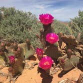 Review photo of Atlatl Rock Campground — Valley of Fire State Park by Amanda D., September 29, 2017