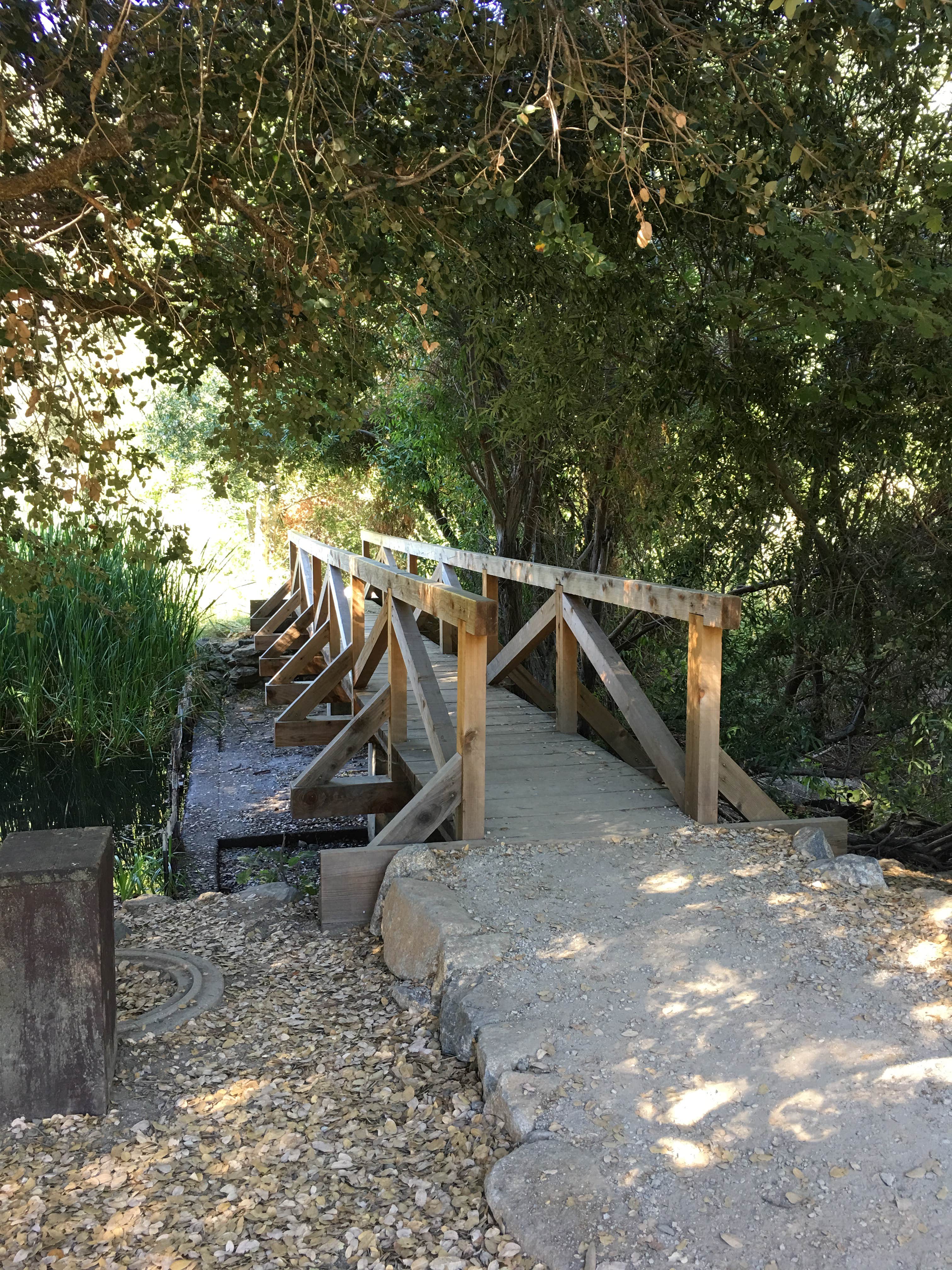 Camper submitted image from Palomar Mountain State Park Campground - 4