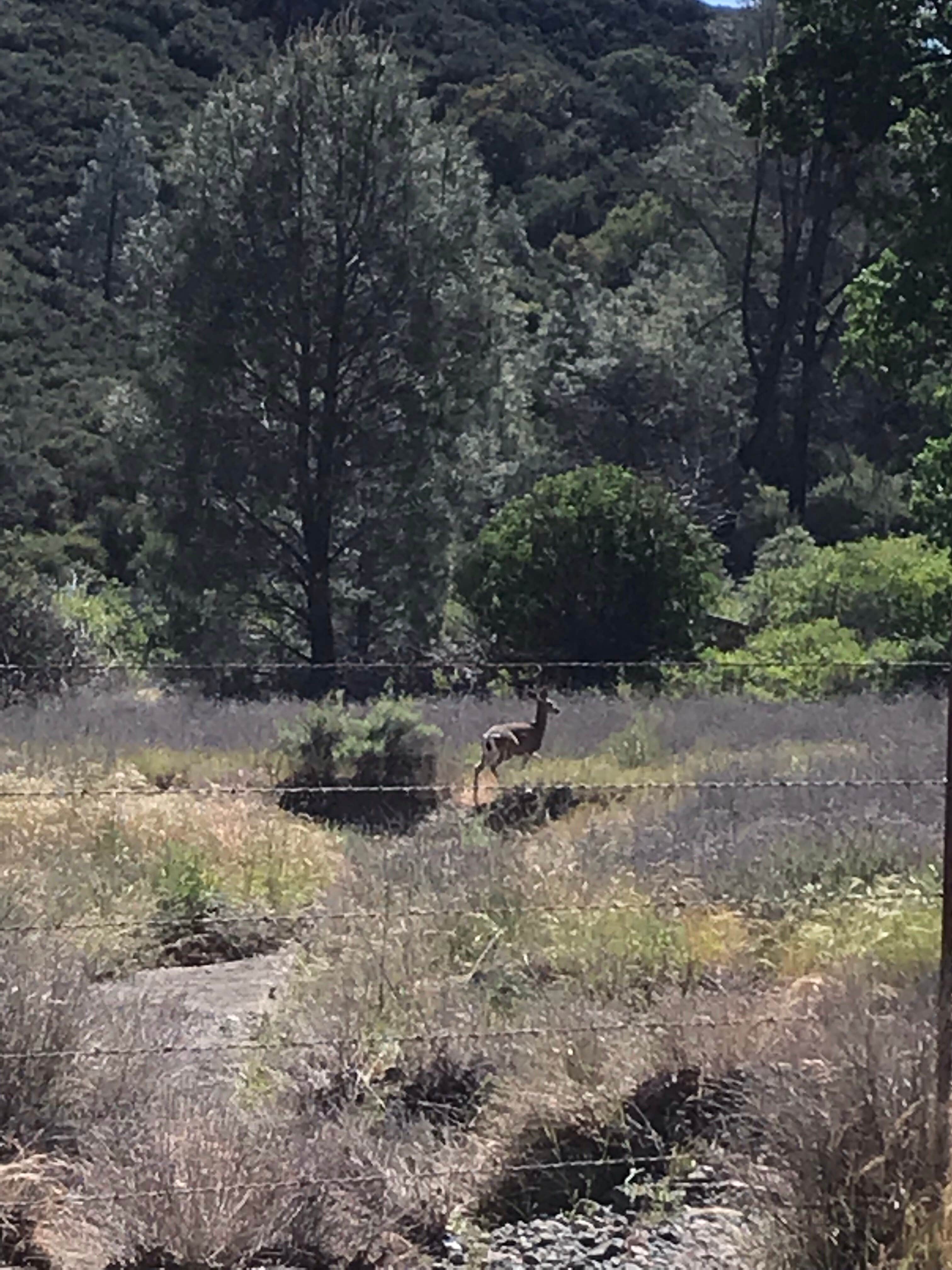 Camper-submitted photo at Upper Sweetwater Laguna Mountain Campground near Pinnacles National Park