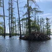 Review photo of Cane Creek State Park Campground by Lacee G., July 16, 2019