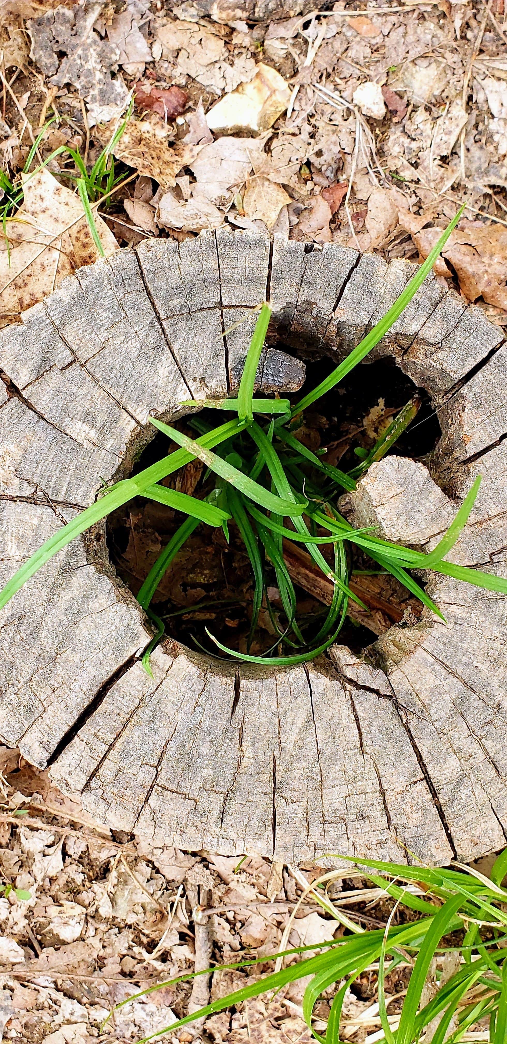 Camper-submitted photo at Busiek near Rockaway Beach, MO