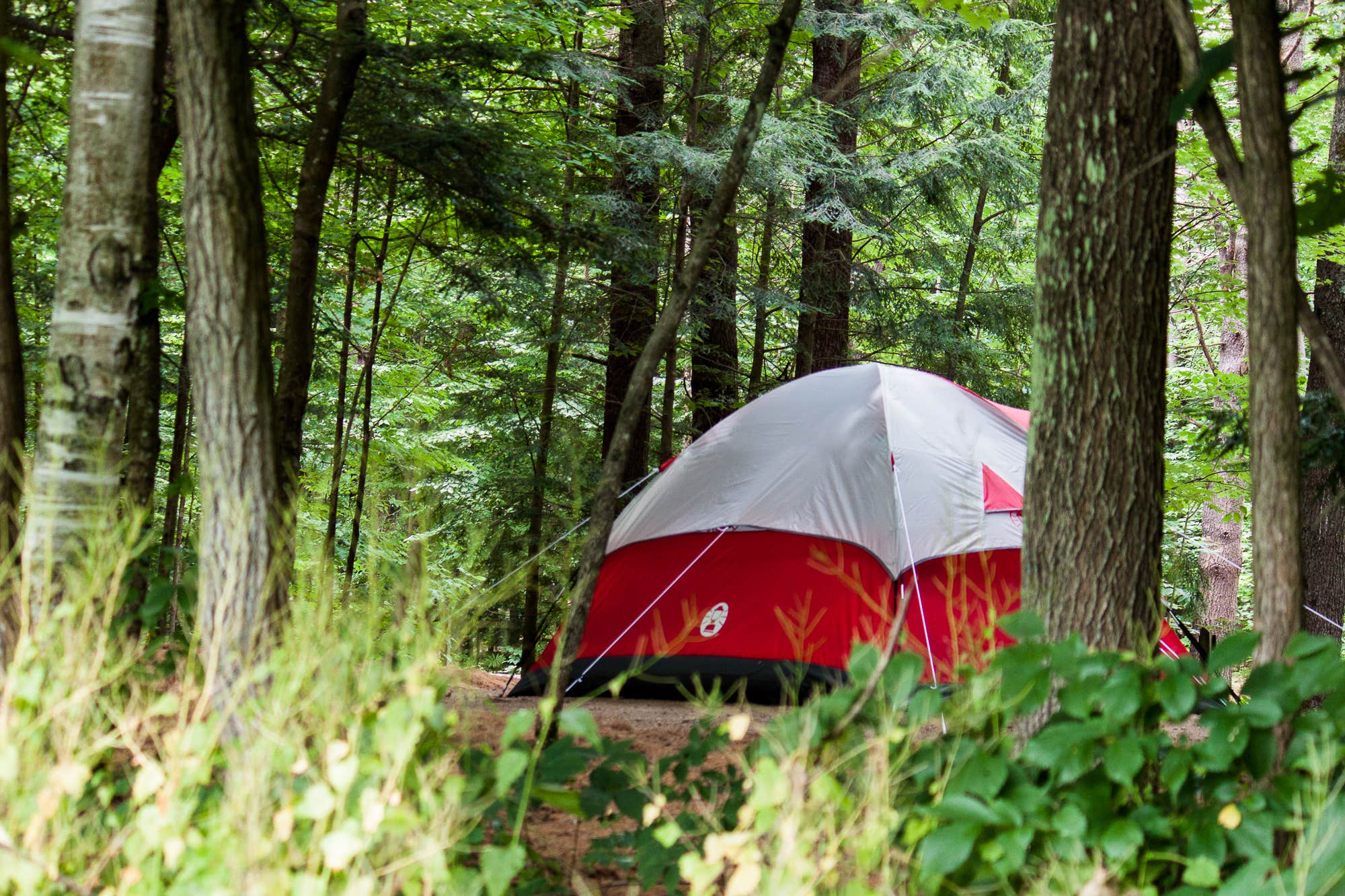 Tara S.'s photo at Wilgus State Park Campground near Goshen, NH