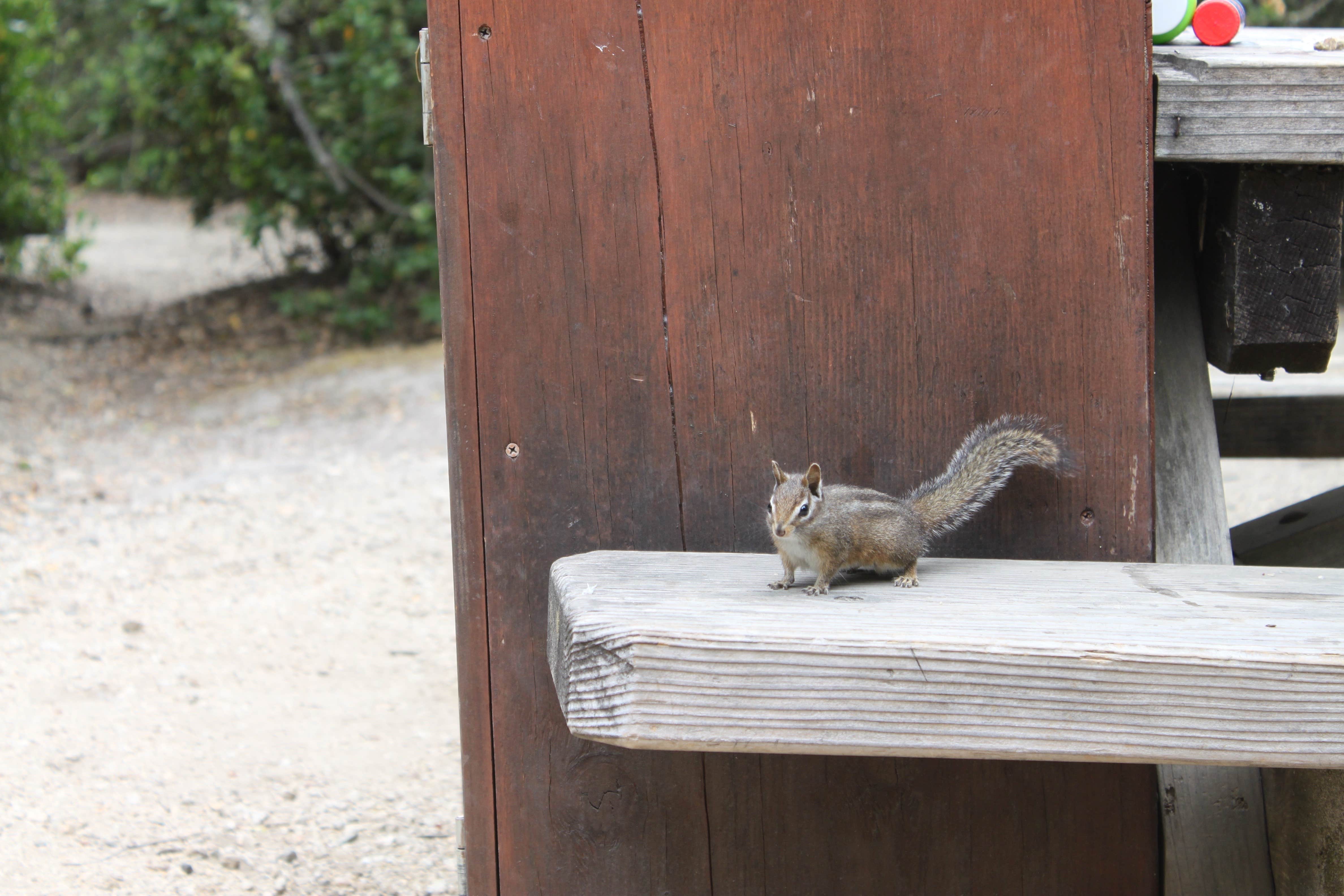 Eric J.'s photo of camping with pets at Henry Cowell Redwoods State Park Campground near San Jose, CA