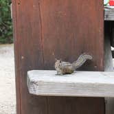 Review photo of Henry Cowell Redwoods State Park Campground by Eric J., May 22, 2020