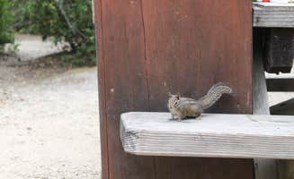 Eric J.'s photo of camping with pets at Henry Cowell Redwoods State Park Campground near Santa Cruz, CA