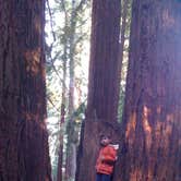 Review photo of Henry Cowell Redwoods State Park Campground by Eric J., May 22, 2020