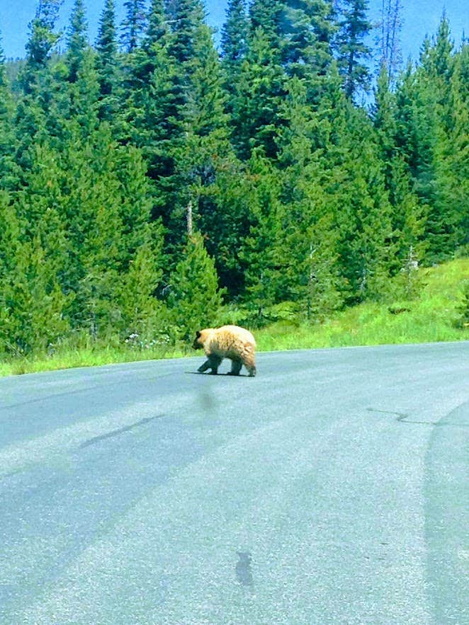 Camper submitted image from Gallatin Canyon, Hwy 191 & Big Sky - 1