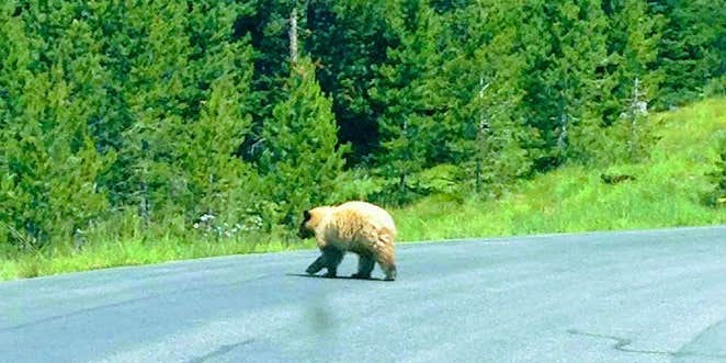 Camper submitted image from Gallatin Canyon, Hwy 191 & Big Sky
