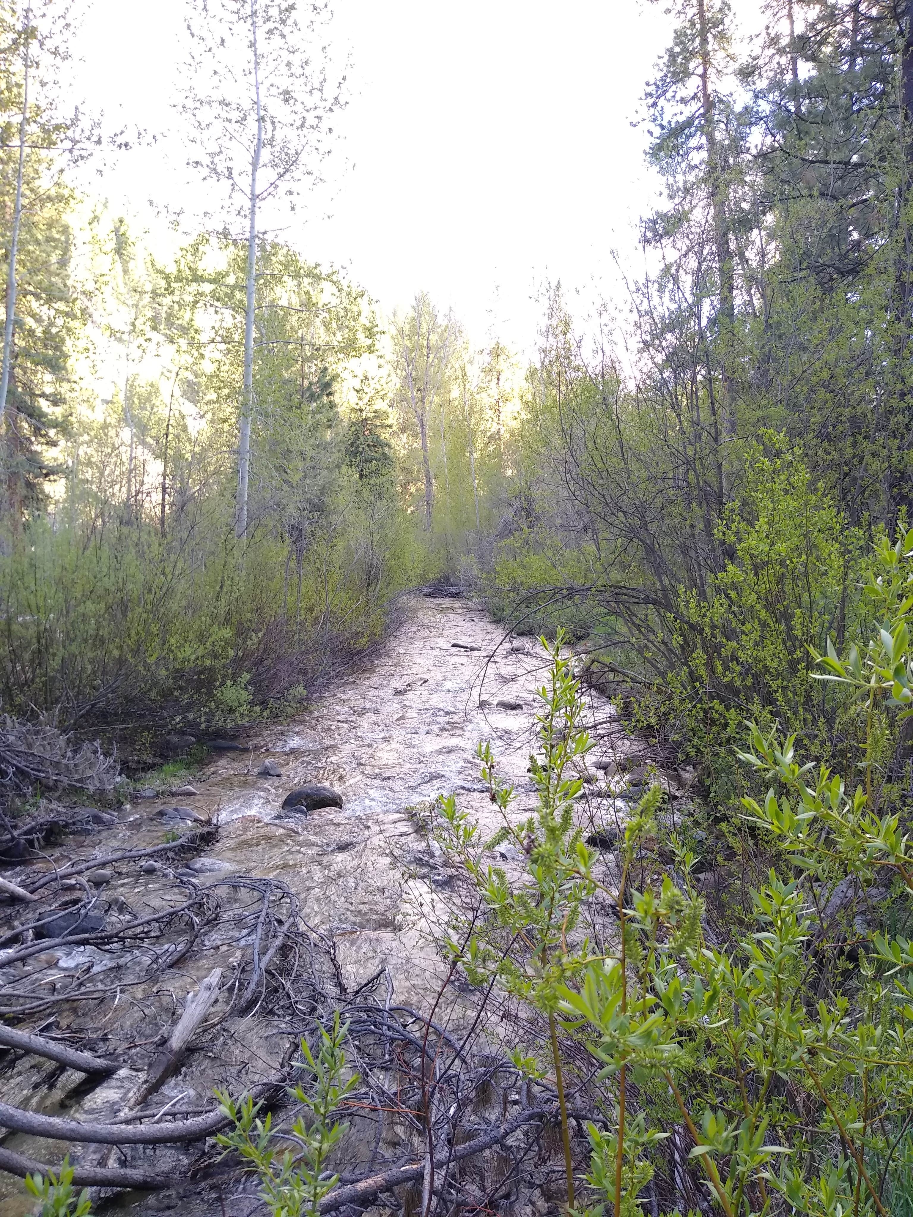 Camper submitted image from Sawtooth National Forest Willow Creek Transfer Campground - 1