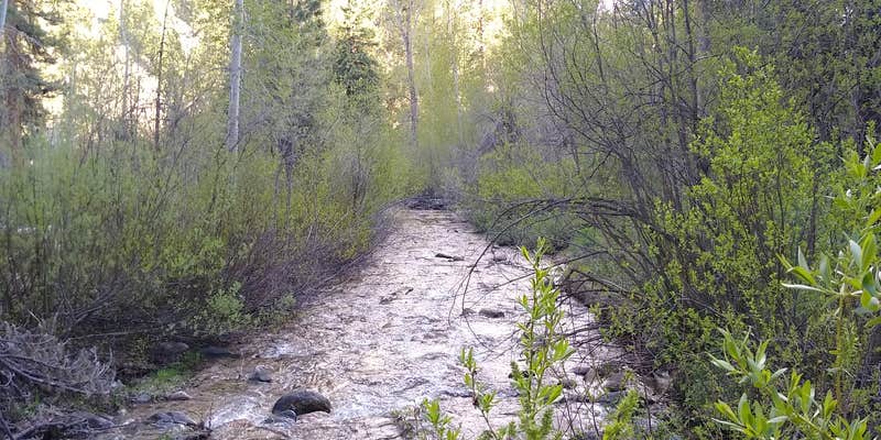 Camper submitted image from Sawtooth National Forest Willow Creek Transfer Campground