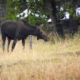 Review photo of Sheridan/Big Horn Mountains KOA by Kari T., September 30, 2017