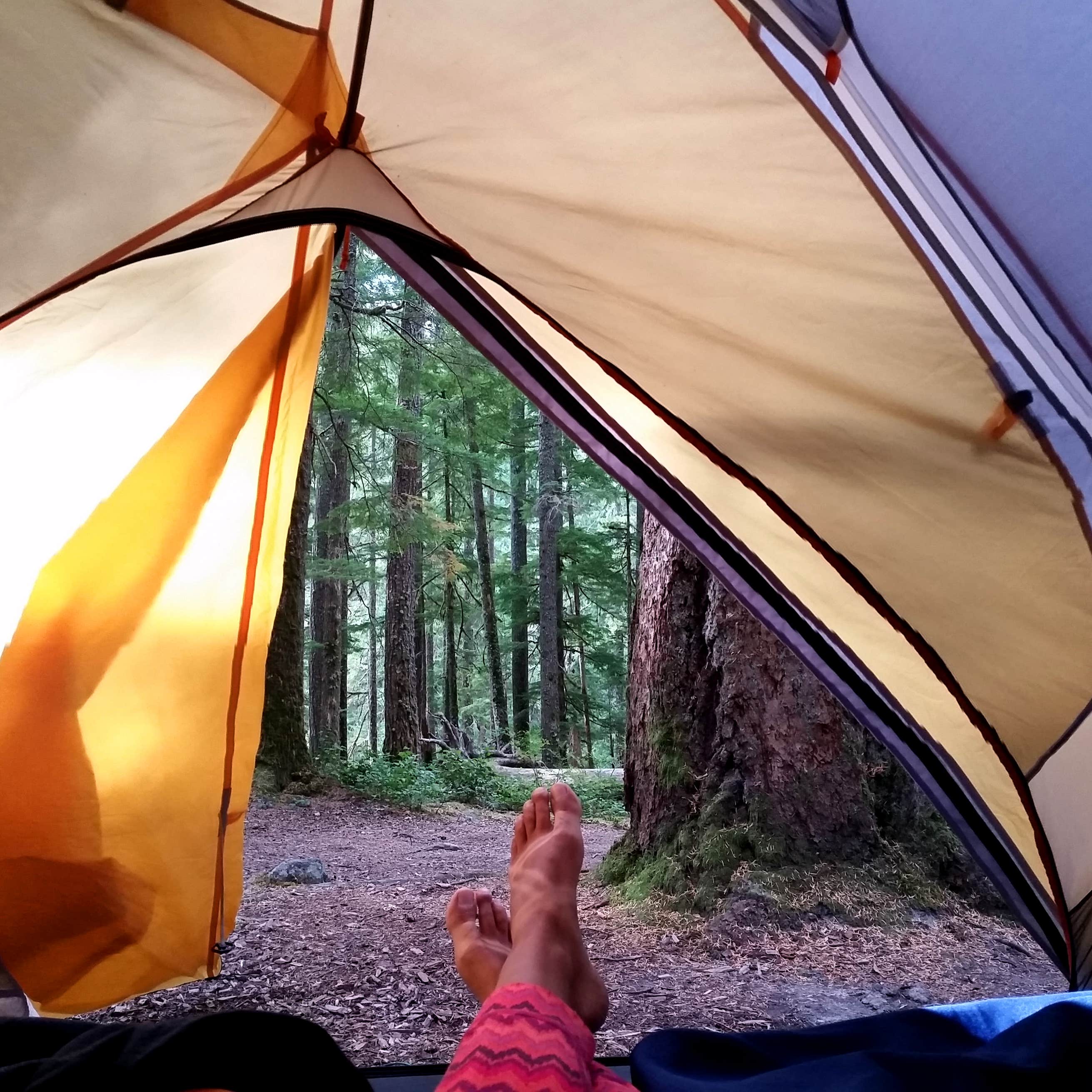 Camping Ohanapecosh 71 - 4m4outb