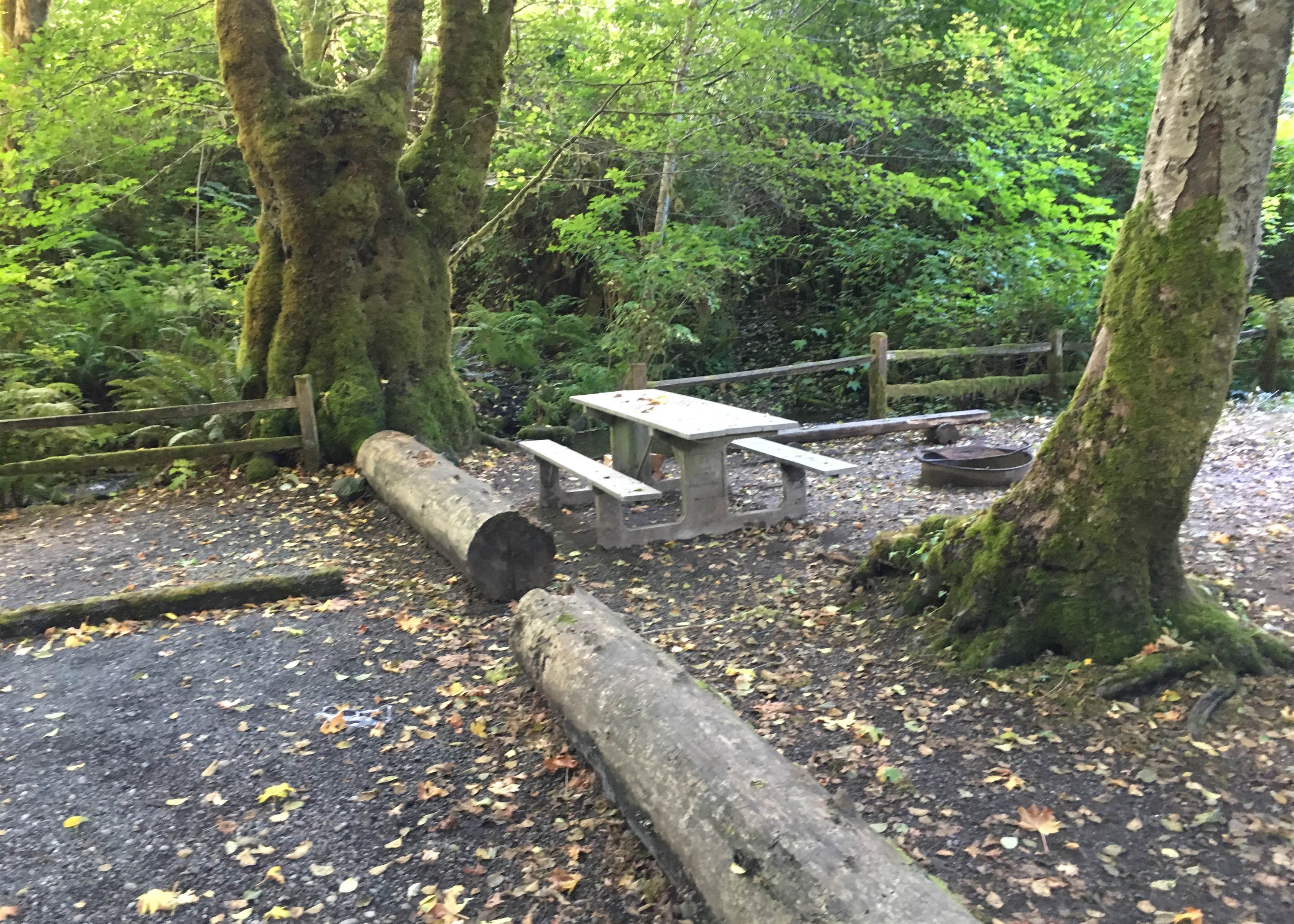 Potlatch State Park Camping The Dyrt