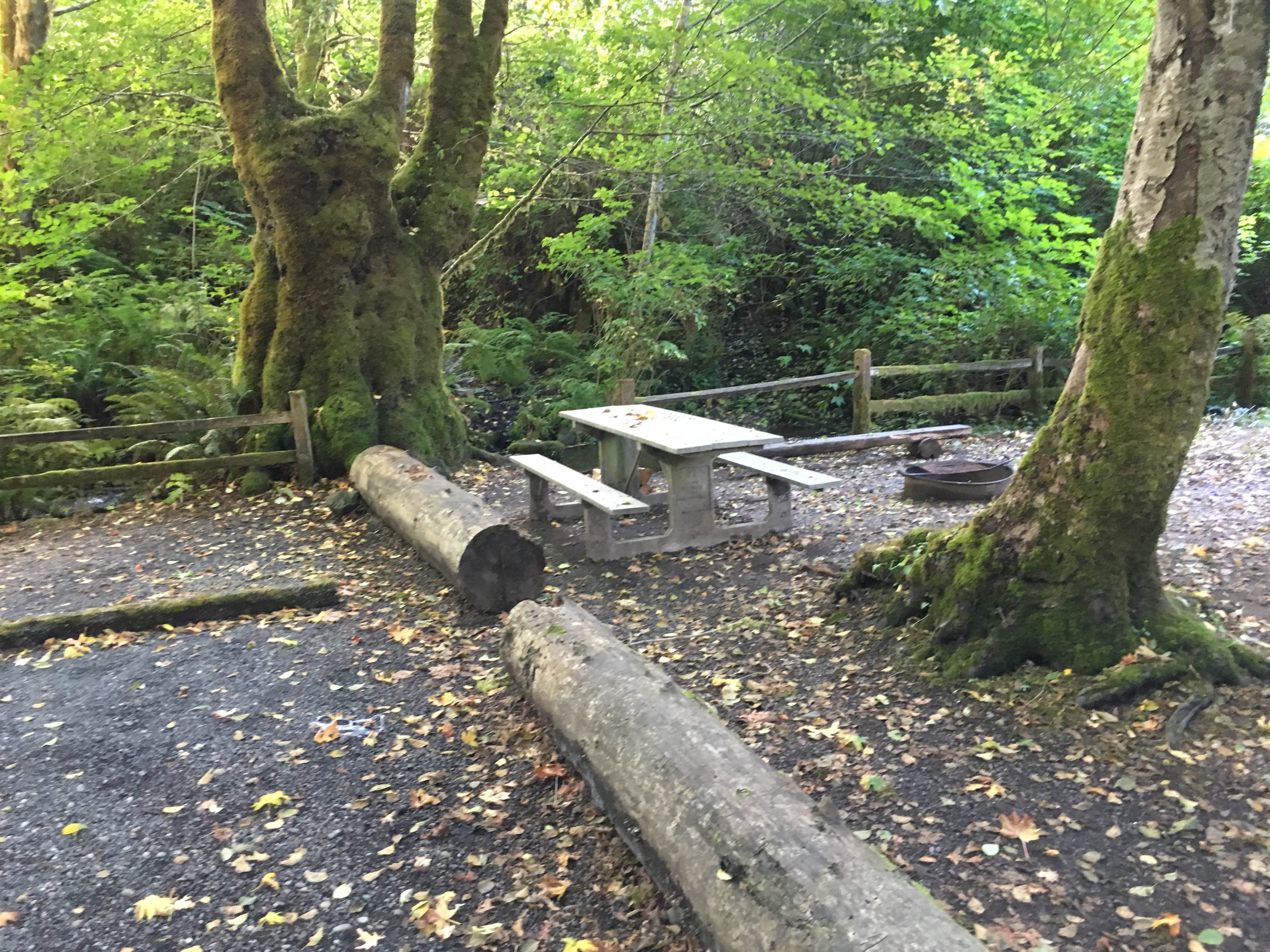 Camper submitted image from Potlatch State Park Campground - 1