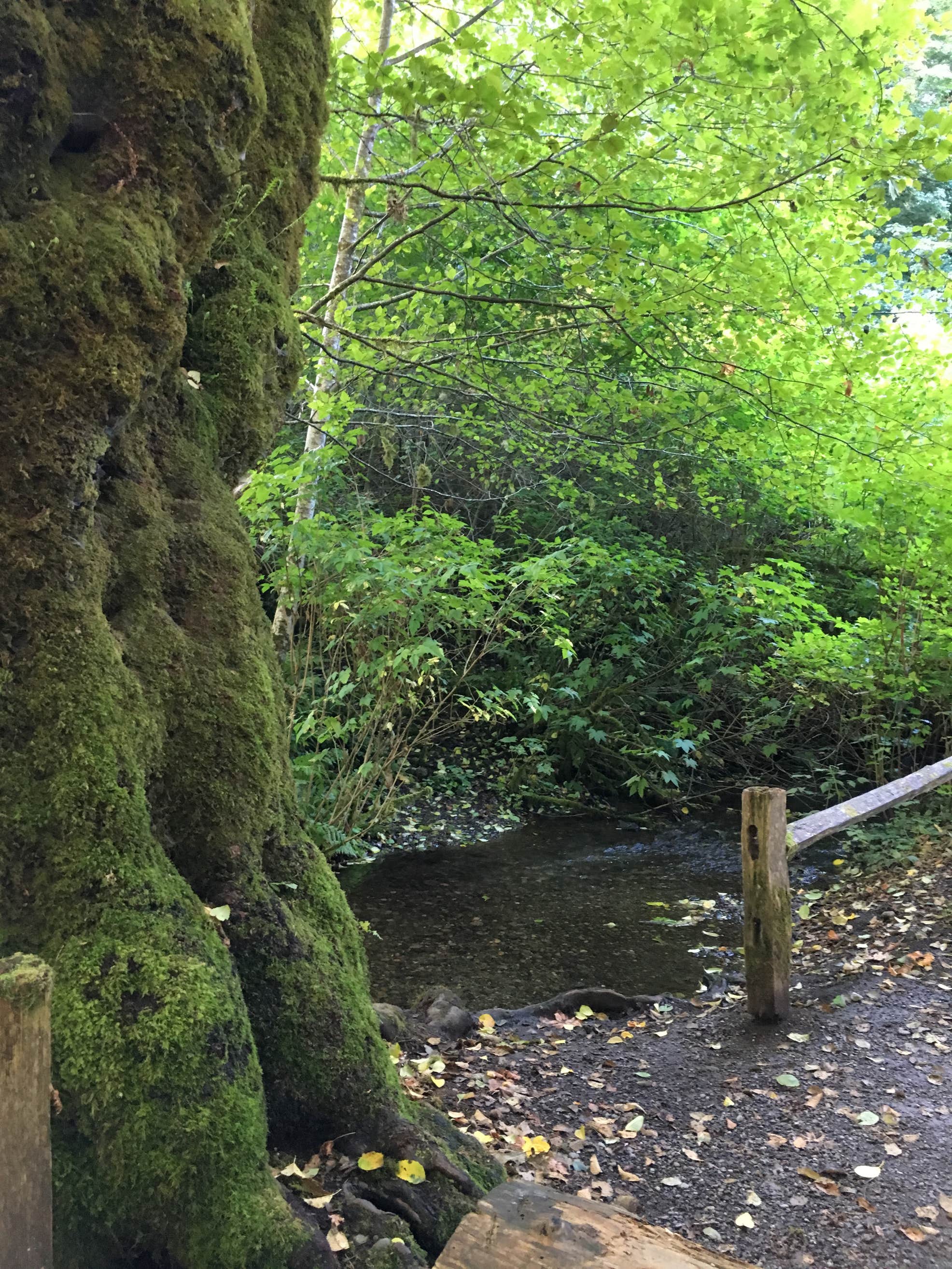 Potlatch State Park Camping The Dyrt