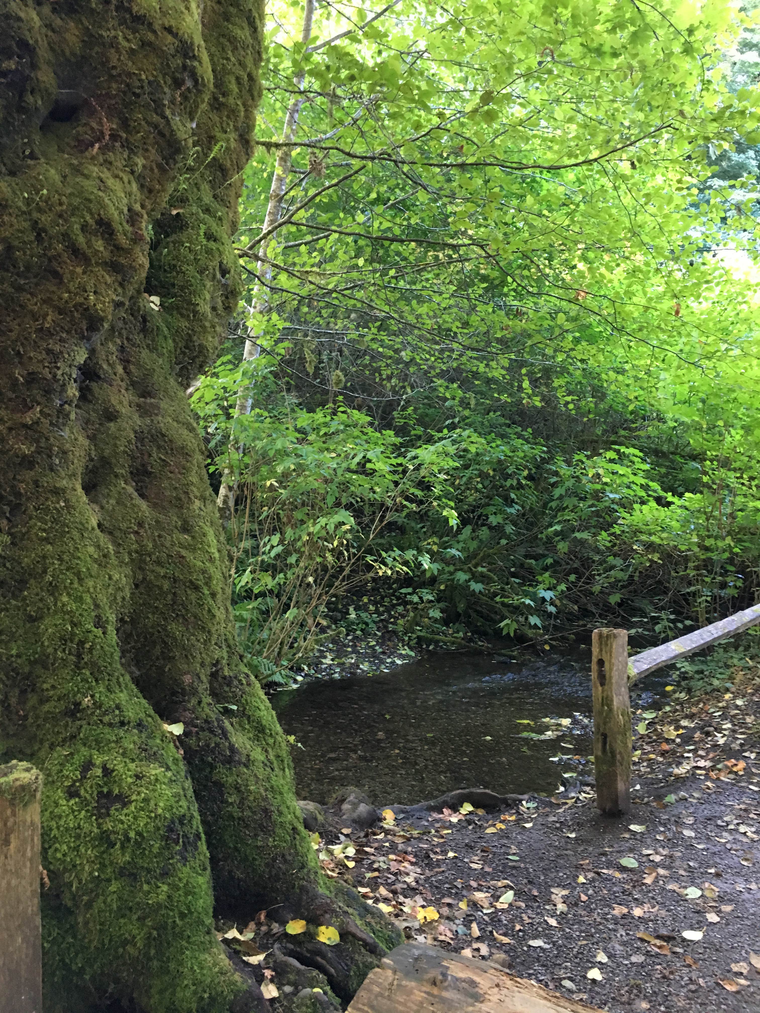 Camper submitted image from Potlatch State Park Campground - 5