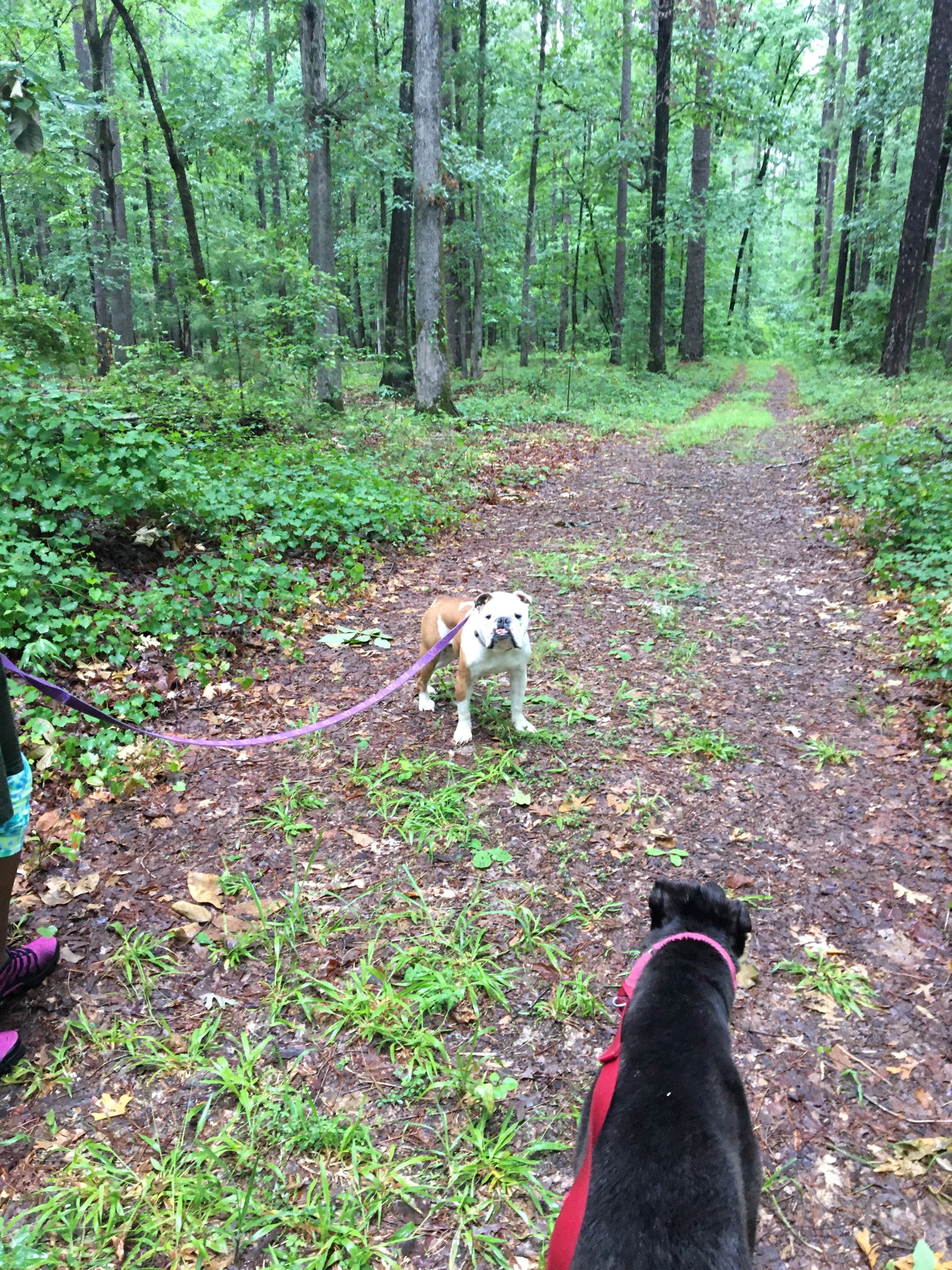 chad  H.'s photo of camping with pets at Mistletoe State Park Campground near North Augusta, SC